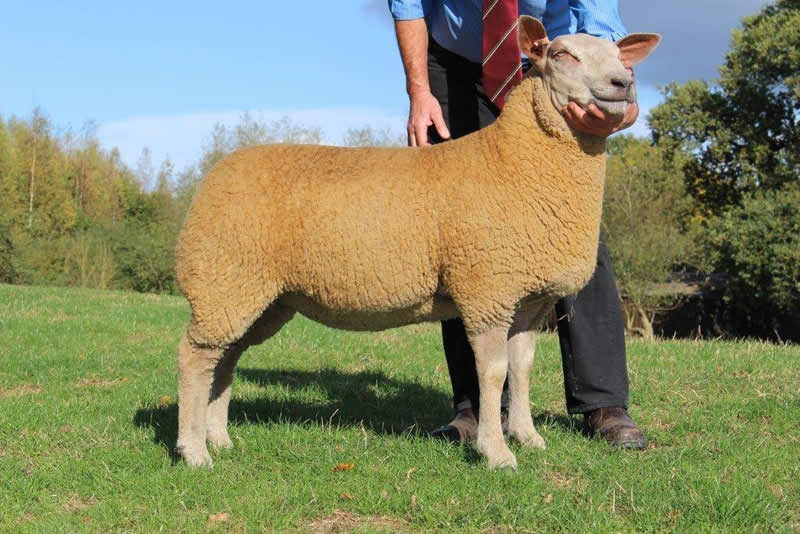 Edstaston Oliana 14TG00334 Edstaston Oliana 14TG00334